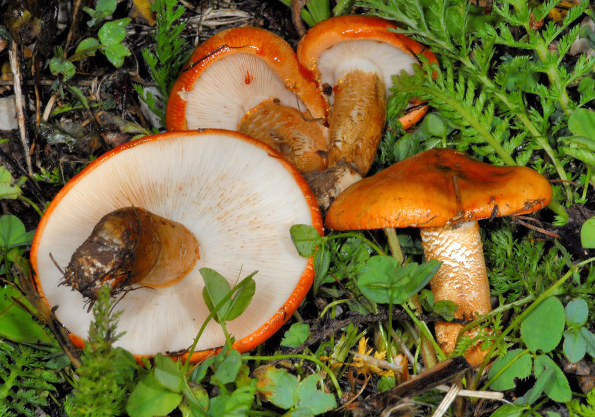 Funghi del Trentino